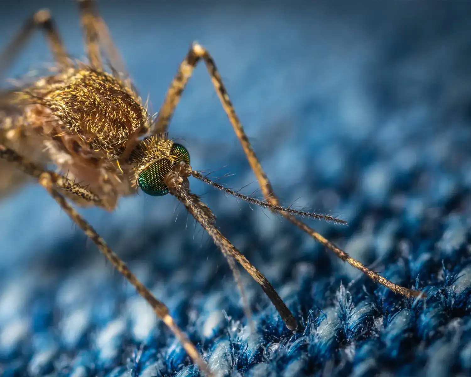 ANTI-MOSQUITO ADDITIVE